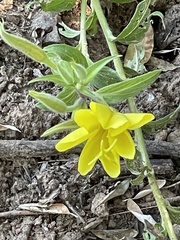 Oenothera elata