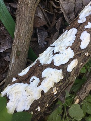 Byssomerulius corium