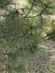 Pinus ponderosa