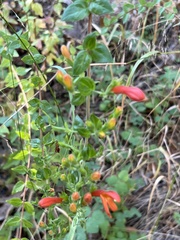 Erythranthe cardinalis
