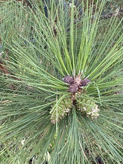 Pinus ponderosa