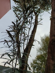 Pseudopanax crassifolius