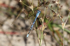 Enallagma annexum