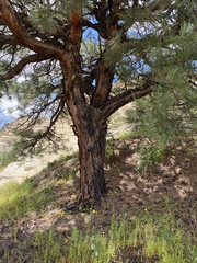 Pinus ponderosa