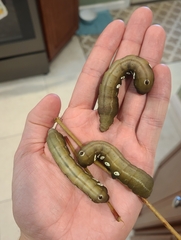 Eumorpha pandorus