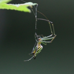 Leucauge decorata