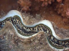 Tridacna maxima