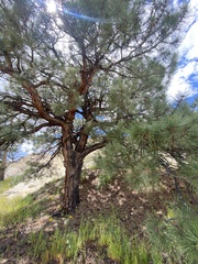 Pinus ponderosa