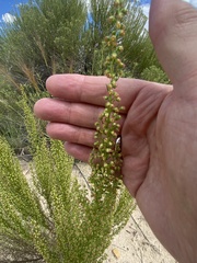 Artemisia campestris