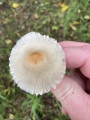 Lepiota magnispora