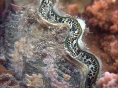 Tridacna maxima