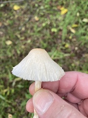Lepiota magnispora