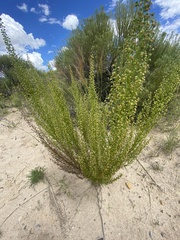 Artemisia campestris