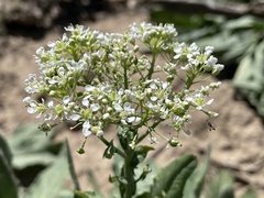 Lepidium draba