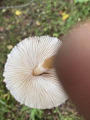 Lepiota magnispora