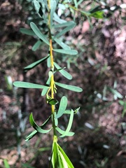 Pultenaea euchila