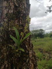 Polystachya concreta