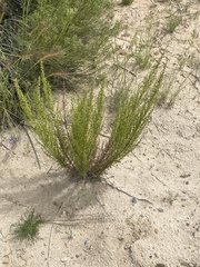 Artemisia campestris
