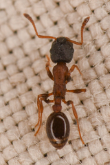 Leptothorax