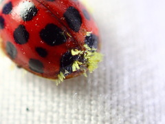 Hesperomyces harmoniae
