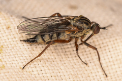 Empis