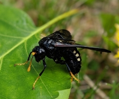 Cimbex americanus