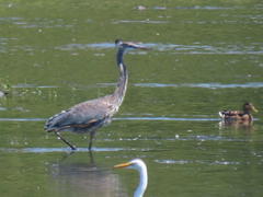 Ardea herodias