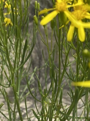 Senecio spartioides
