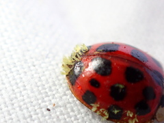 Hesperomyces harmoniae