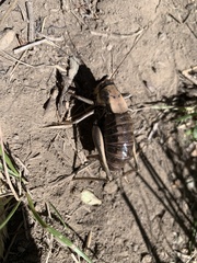 Anabrus simplex