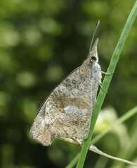 Libytheana carinenta