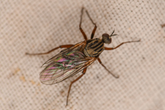 Empis