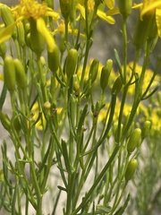Senecio spartioides