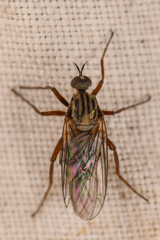 Empis