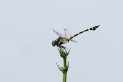 Ictinogomphus rapax
