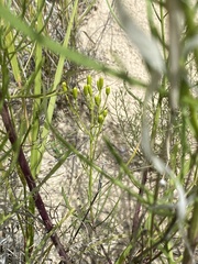 Senecio spartioides
