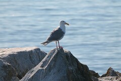 Larus glaucescens