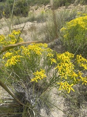 Senecio spartioides