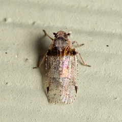 Cixius stigmatus