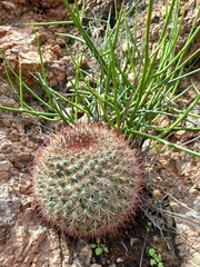 Mammillaria johnstonii