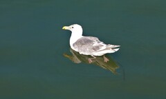 Larus glaucescens