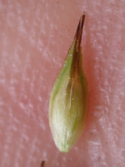 Carex petasata