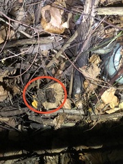 Bufo bankorensis