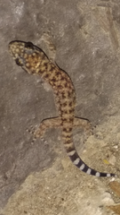 Phyllodactylus tuberculosus