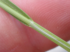 Carex petasata