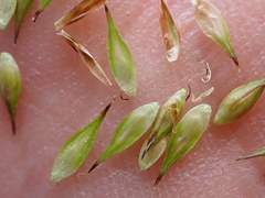 Carex petasata