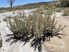 Atriplex obovata