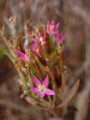 Centaurium tenuiflorum