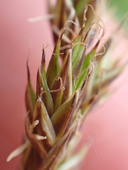 Carex petasata