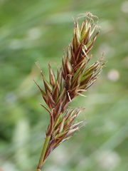 Carex petasata